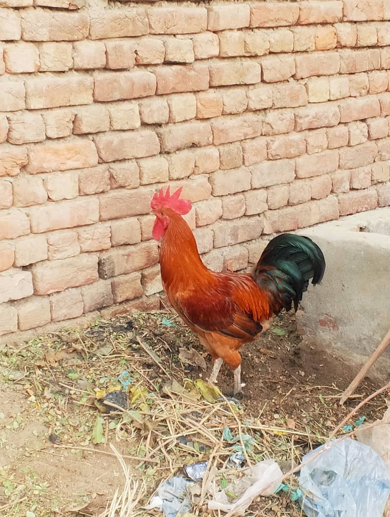 Dassi Hens 1