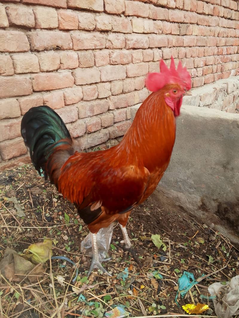 Dassi Hens 2