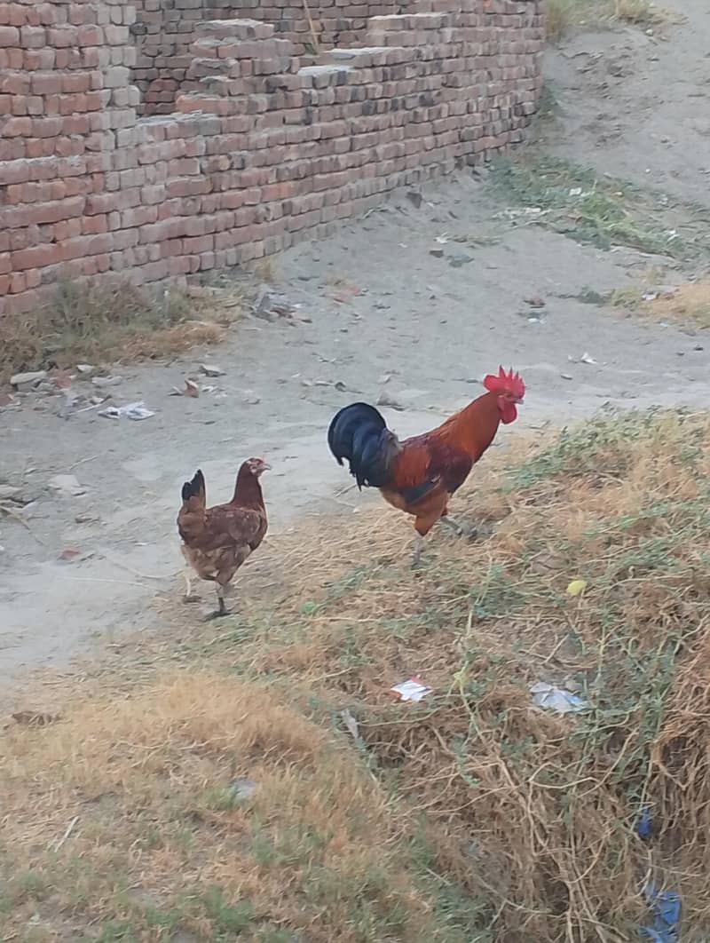 Dassi Hens 3