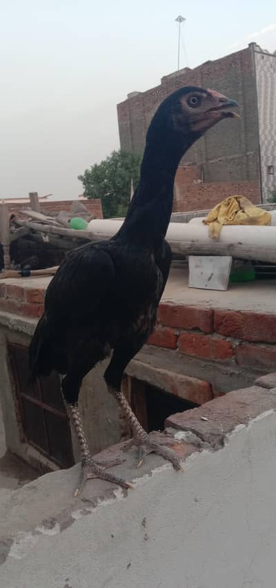 Pure Pakistani valathi pathi patha long hight