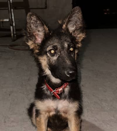 German shepherd puppy