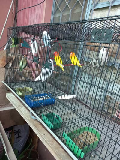 LoveBird Pairs Breader Beautiful Active