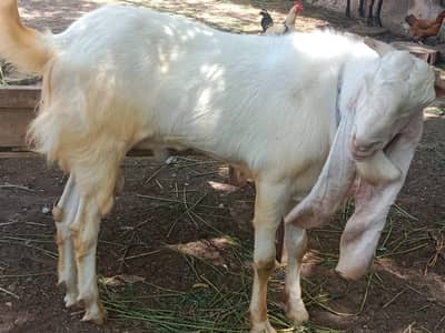 Breeder Gulabi bkra,Tapri bkri,Tapra bkra