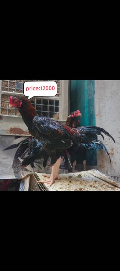 shamo cross thai Breader aseel Male and female