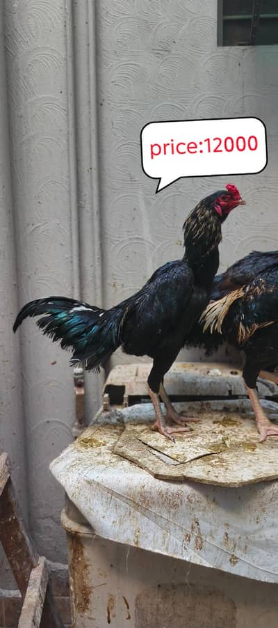 shamo cross thai Breader aseel Male and female