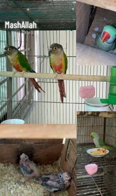 Cocktaile chicks,conure and raw breeder pair available