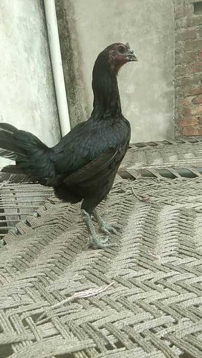pure black dragon female for sale