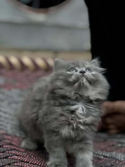 Persian tripple coated kitten blue eyes white and black. num03287991441