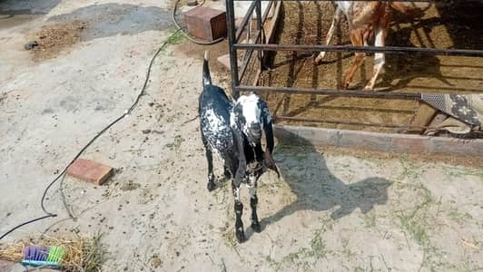 makhii chenni bakri for sale rabta no 03176419160