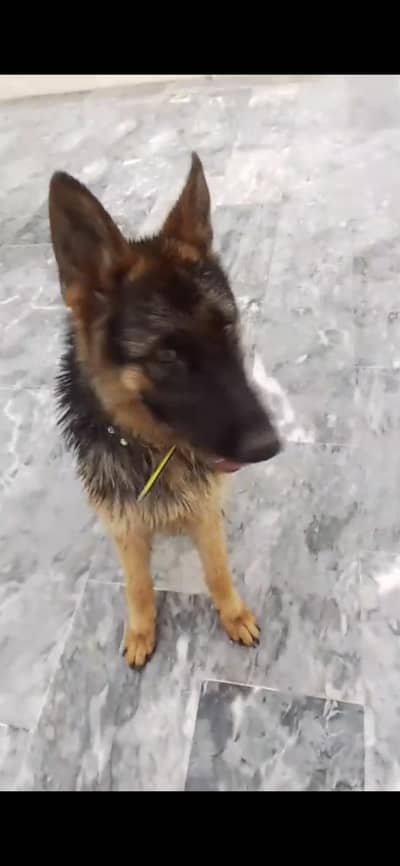 German shephard