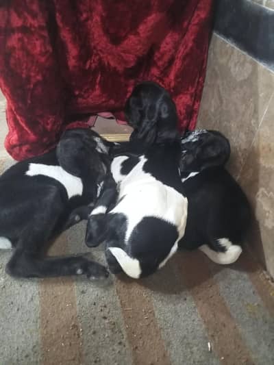 tazi sui bakri sath 3 bachy