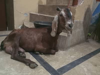 tazi sui bakri sath 2 bachy