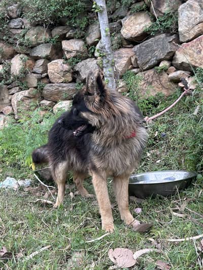 Germen shepherd Dog For Sale
