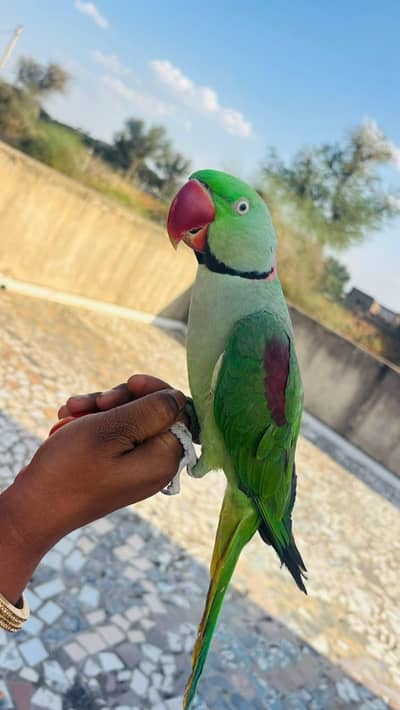 raw parrot male