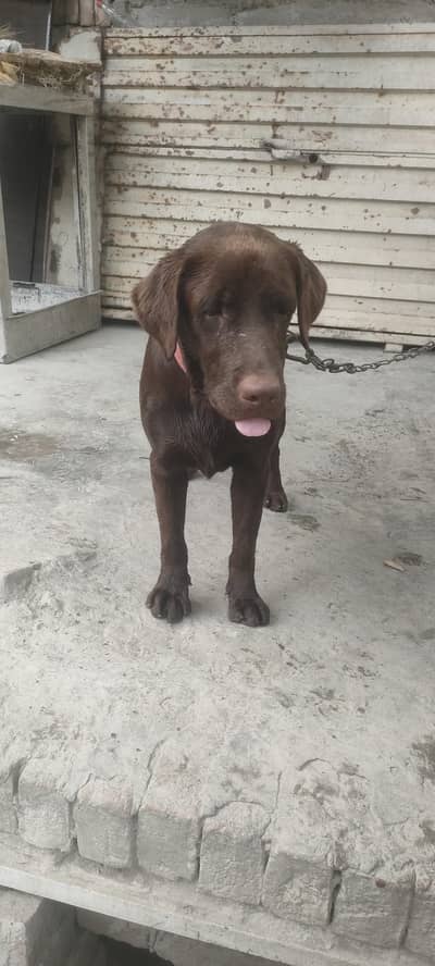 chocolate lab full active and friendly