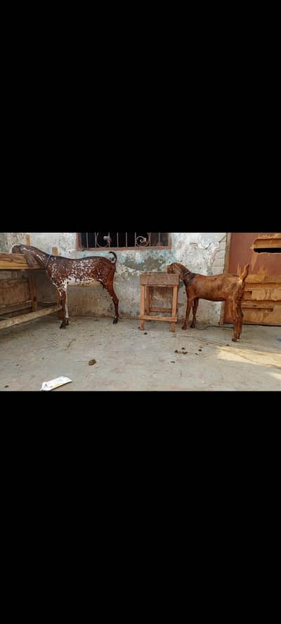goat with female baby