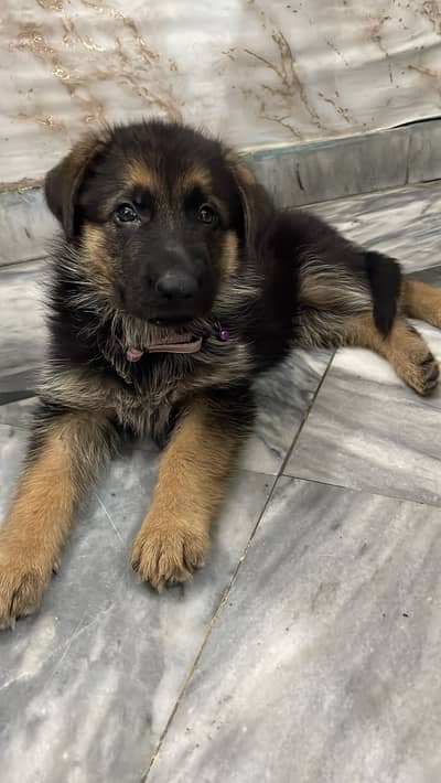 German Shepherd Puppy