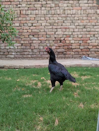 Aseel Miya wali mushkil female available