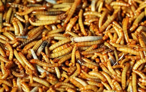 Dry Mealworms Best Feed For Aseel birds And Fish