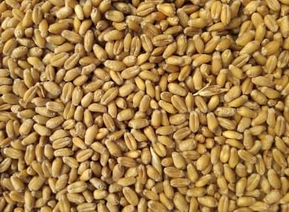 Gandum (Wheat)