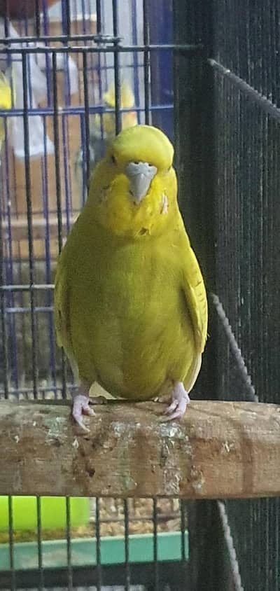 exchange possible with any bird