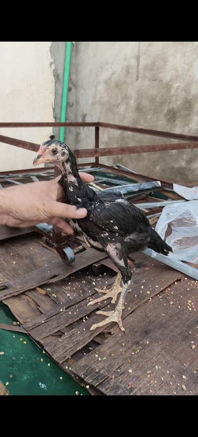 Thai pokoya chicks available