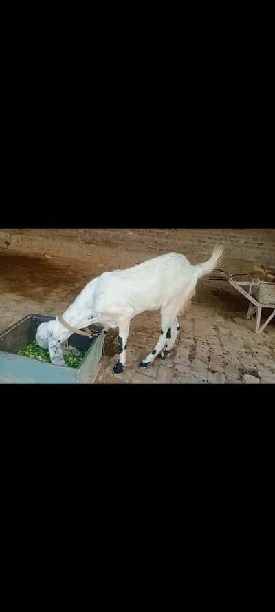 2 Dondi pathyn for sale