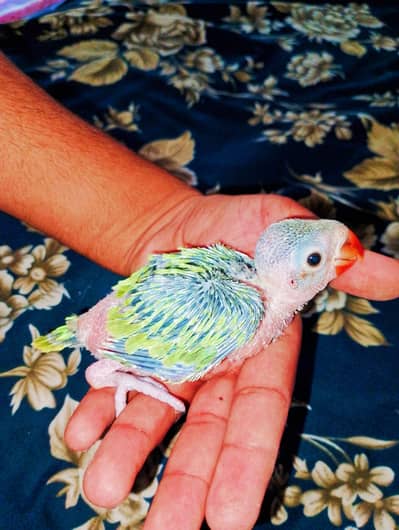 parrot chick
