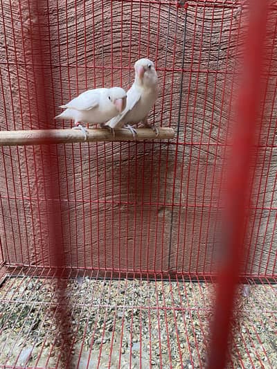 Albino lovebird breeder pair for sale