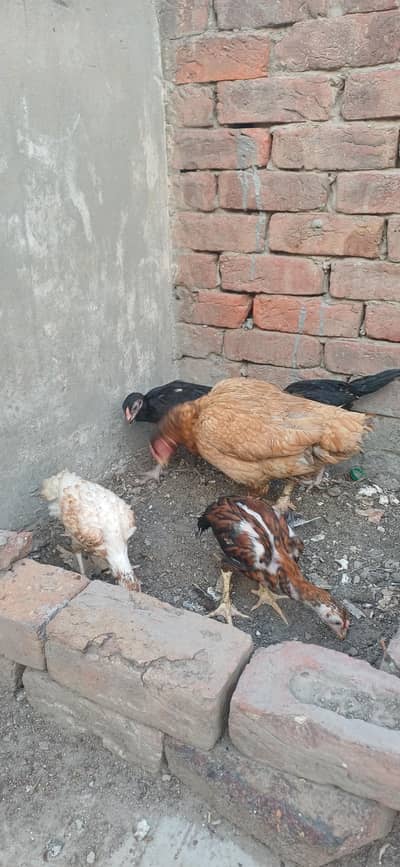 chicks