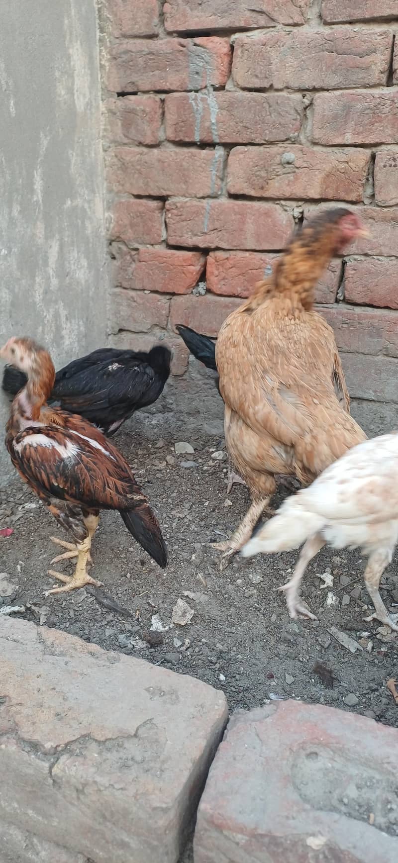 chicks 1