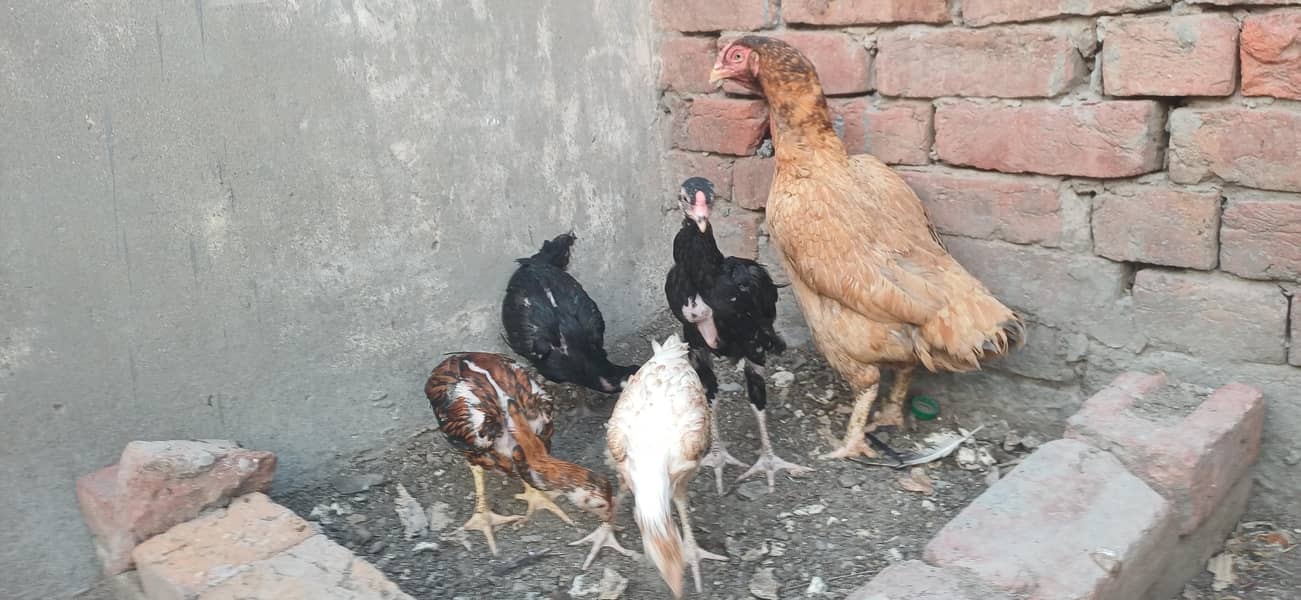 chicks 2