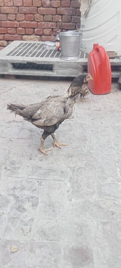 Aseel hen