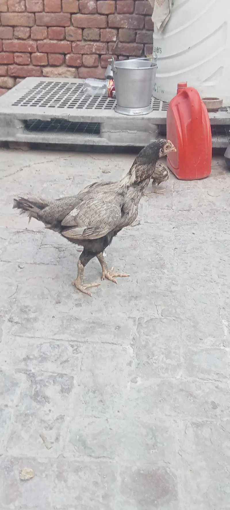 Aseel hen — photo 2
