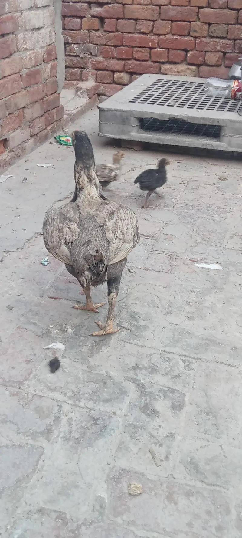 Aseel hen — photo 3