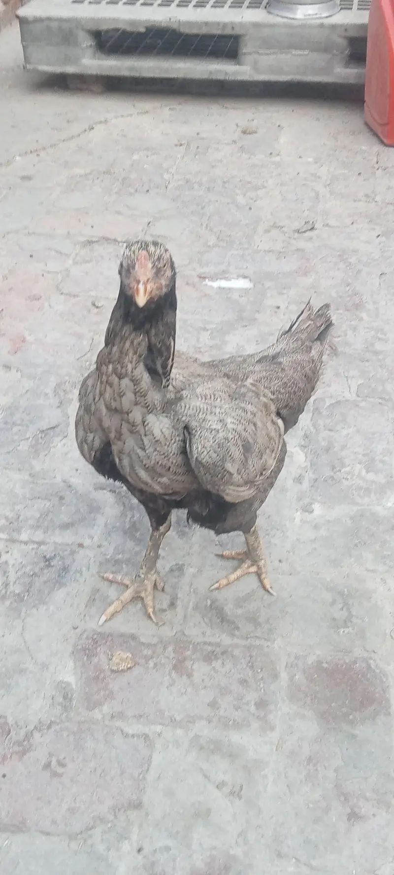 Aseel hen — photo 4