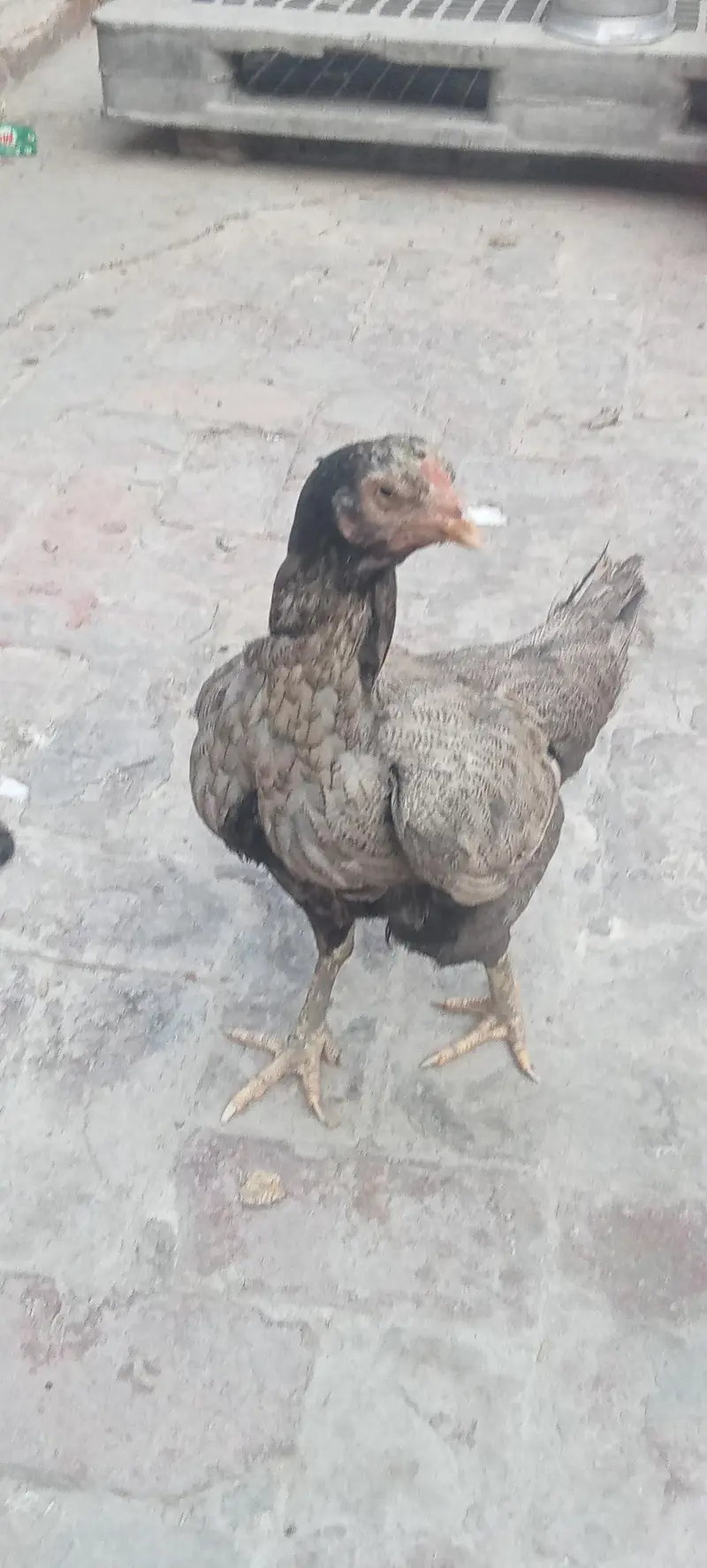 Aseel hen — photo 5
