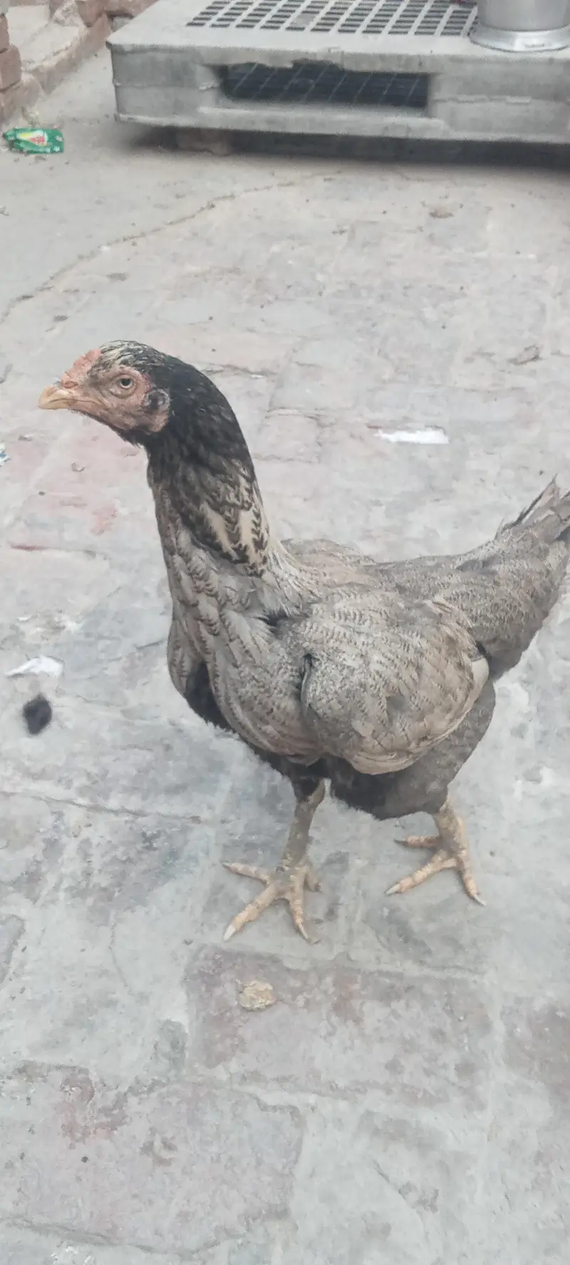 Aseel hen — photo 6