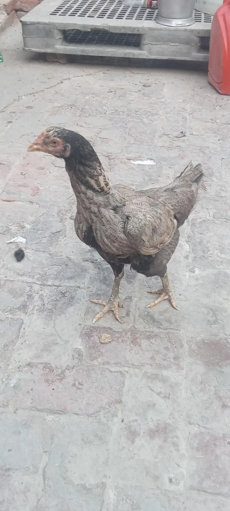 Aseel hen — photo 7