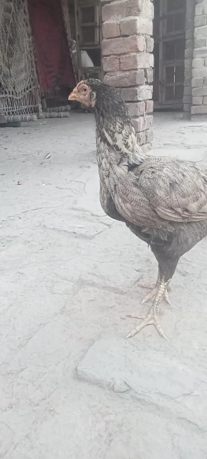 Aseel hen — photo 9