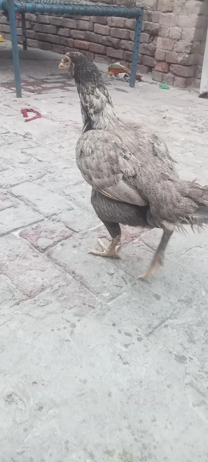 Aseel hen — photo 10
