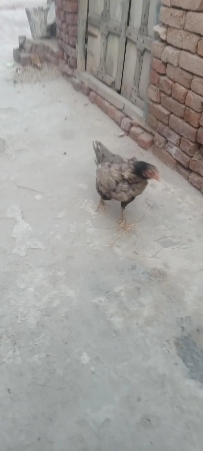 Aseel hen — photo 11