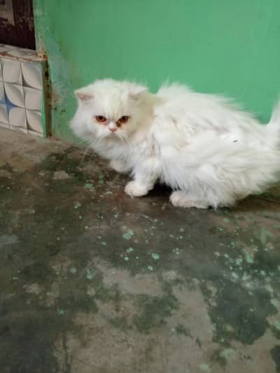 Persian female for sale triple code Punch face