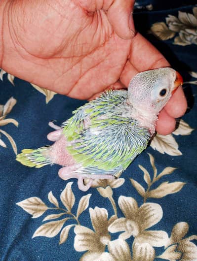 parrot chick