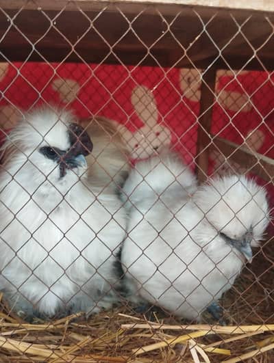 Silkie hens and chicks