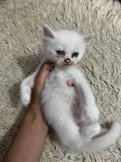 3 kitten for sale one black 2 white