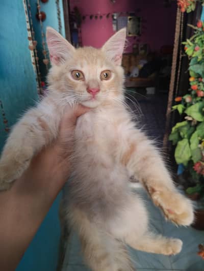 Persian kitten