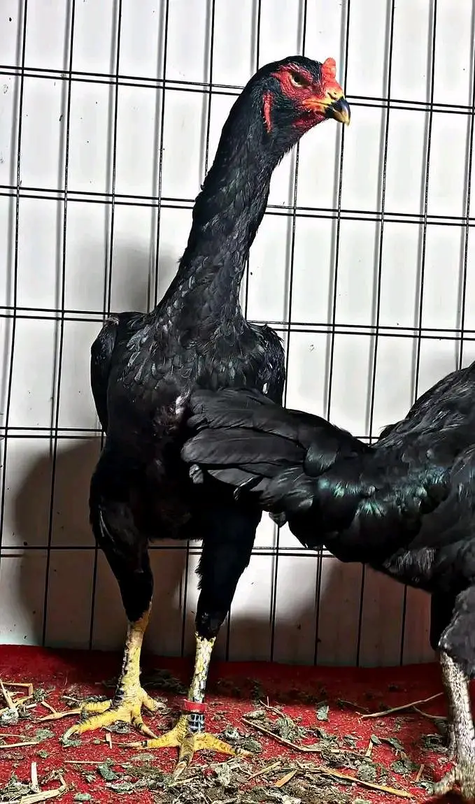 Black Shamoo — photo 3