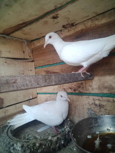 high quality and breder pair for sail 3 hach day chukay ha