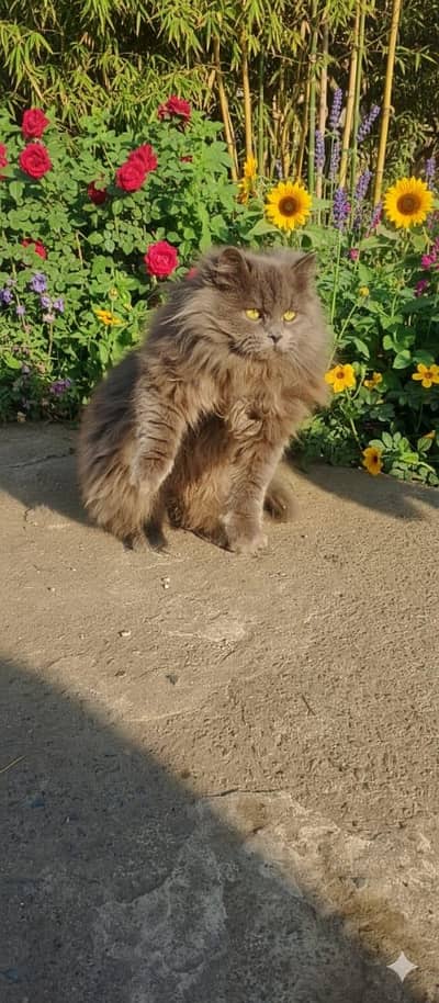Russian breed male cat